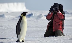 First Emperor Penguin Spotted On Australian Beach