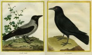 Genetic Study Unravels Complex Diversity Of Common House Crows