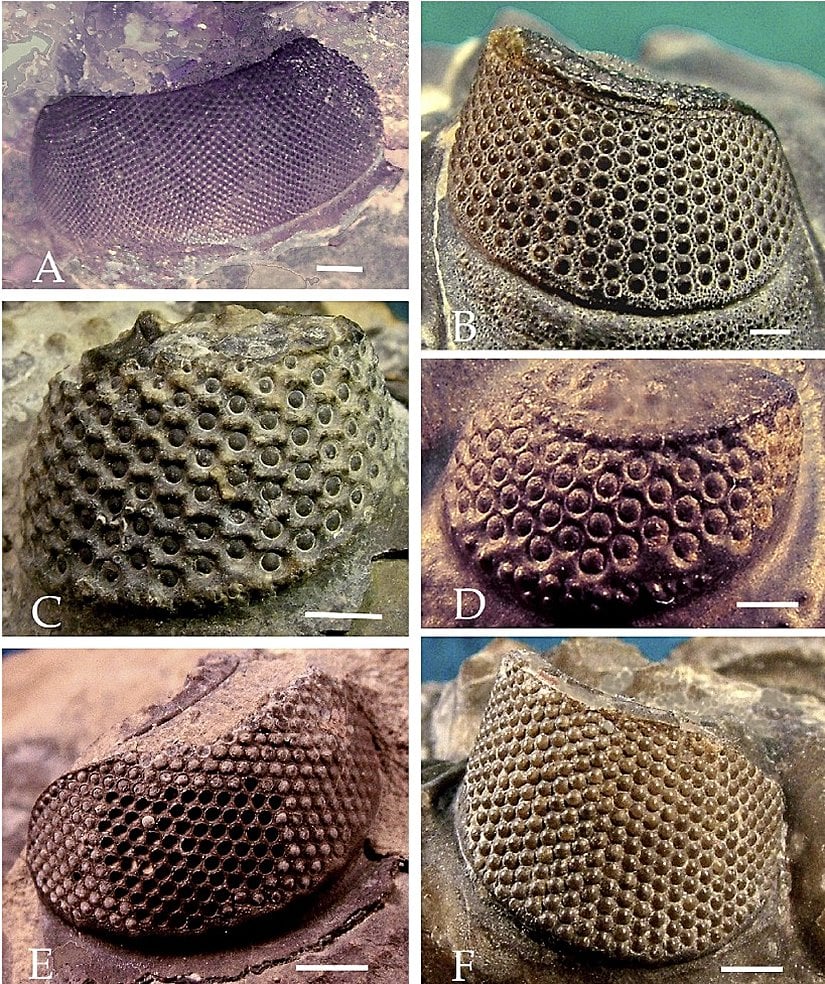 Görselde farklı holokroal trilobit göz türleri gösterilmektedir. Tam da beklendiği gibi, yine, bu göz yapısı içerisinde bile kademeli bir evrimsel değişim görülmektedir. Yani tüm holokroal gözler de aynı değildir; evrimsel bir süreklilik içerisinde oluşmuşlardır. A ile işaretlenen Tellum mussai türüne ait holokroal gözdür. B ile işaretlenen, Hollardops mesocristata türüne ait sağ gözdür ve altıgen yapılı lensler diğerlerine kıyasla çok daha net görülebilmektedir. C ile işaretlenen görselde Drotops armatus türünün sol gözü görülmektedir. Dikkat edilebileceği gibi daha ufak lensler, daha uzak aralıklarla gelişmiştir ve skleral girintiler altıgen yapılı desenlerle çevrelenmektedir. D ile işaretlenense Phacops tafilatensis türünün sol gözüdür. C'dekinin aksine bunda lensler daha az sayıda ve daha uzak olacak şekilde konumlanmıştır. E'de Odontochile (Zlichovaspis) rugosa türüne ait sol göz görülmektedir. Bu göz yapısının fosilinde gözler yerlerinden çıkmıştır ve bu sebeple arkalarında boşluklar bırakmıştır. F'de ise Coltraneia oufatenensis türünün sağ gözü görülmektedir ve bu ilgi çekici örnekte kalsit yapılı lenslerin skleranın da üzerinde olduğu ve yarı saydam oldukları görülmektedir. Yani holokroal gözler bile kendi içerisinde geniş bir varyasyona sahiptir. Bu geniş varyasyon, bariz bir evrimin habercisidir. Eğer ki yüksek varyasyon varsa, evrimin etki edebileceği çok daha fazla malzeme var demektir ve farklı türlerin evrimi çok daha kaçınılmaz olur.