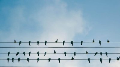 Bando Vagonu Etkisi Nedir? İnsanlar Neden Sürü Psikolojisi ile Hareket Ederler?