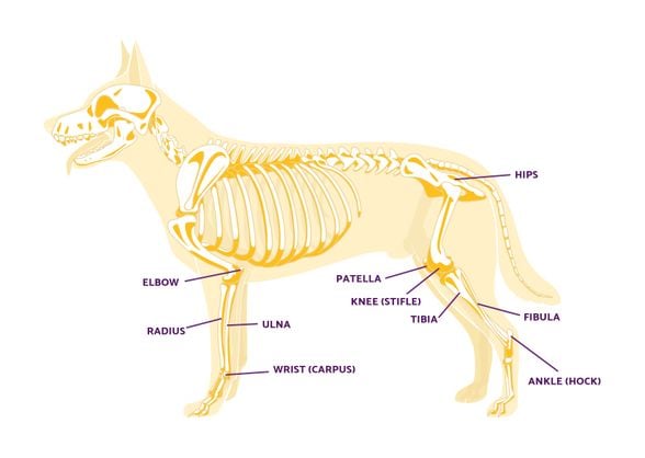 Köpeklerde dizler &quot;knee (stifle)&quot; olarak gösteriliyor, bilek kemiği ise &quot;ankle (hock)&quot; olarak.