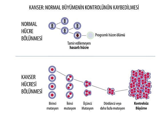 üstte normal hücre bölünmesi ve ölümü altta kanser hücreleri bölünmesi ve çoğalması