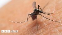 UK cases of mosquito-borne chikungunya virus more than double