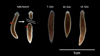 Kafası Kesilen Solucanlar: Hafızamız Beynimizde mi, Yoksa Vücudumuzda mı Depolanıyor?