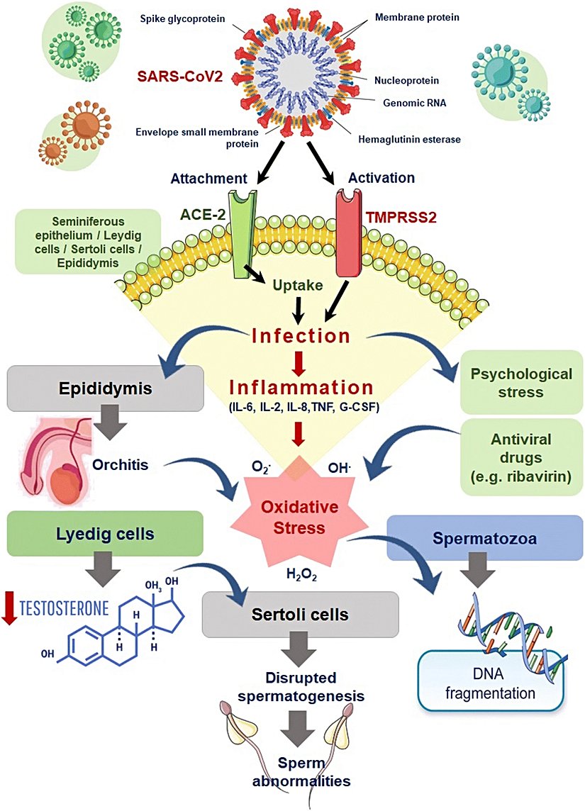 SARS-CoV-2 enfeksiyonu dolayısıyla erkek üreme fonksiyonlarında olabilecek potansiyel hasarlar.