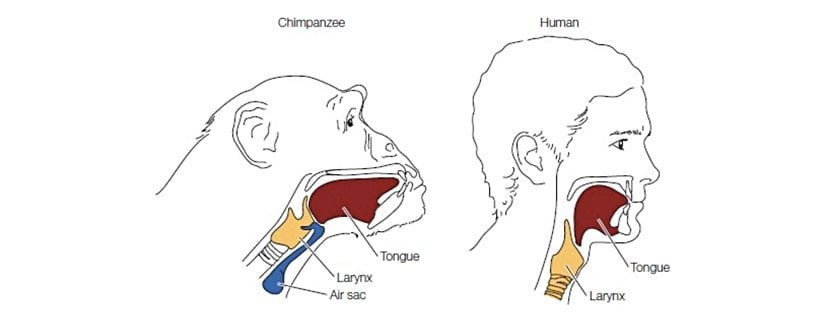 İnsan ve şempanzenin karşılaştırmalı vokal anatomileri.