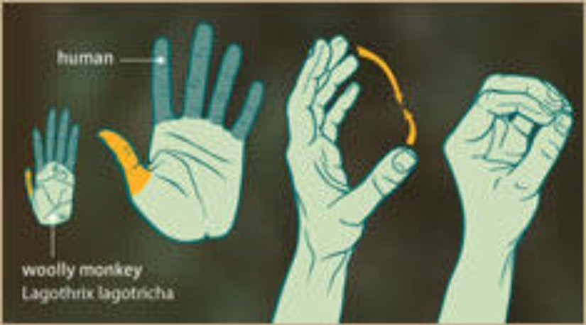 Karşılayan Başparmak (Opposable Thumb)