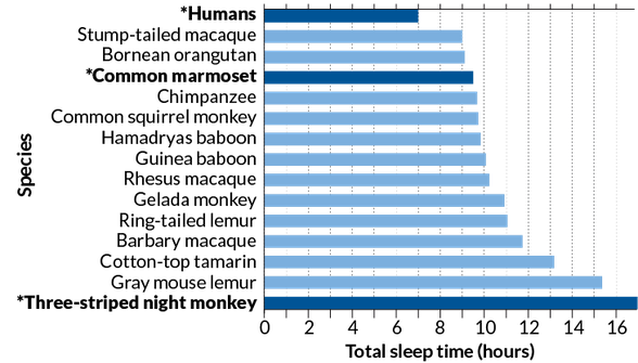 Bazı primatların uyku süreleri