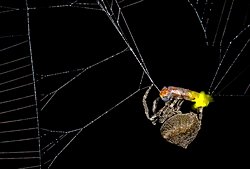 Örümcekler, Erkek Ateşböceklerini Dişi Sinyalleriyle Ölüme Çekiyor.