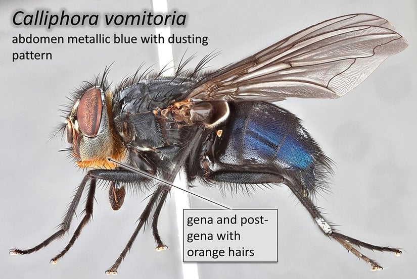 Calliphora vomitoria (Linnaeus, 1758)
