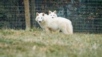 Dire wolf revived through biotech company's de-extinction process