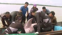 Endangered pink river dolphins in Amazon face rising threat of mercury contamination