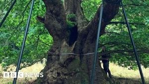 Ancient Druids Oak May Hold Key To UK Forests