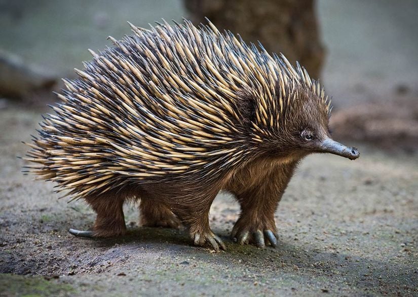 Kısa gagalı ekidne (Tachyglossus aculeatus)