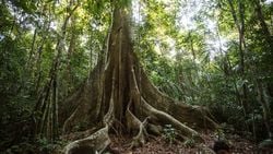 Amazon Ağaçları Atmosferdeki CO2 Sayesinde Kalınlaşıyor ve İklim Değişikliğine Direniyor.