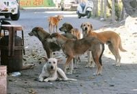 Why every third global rabies death is of an Indian - The Tribune