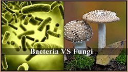 Bakteri ve Mantarlar, Toprak İçerisinde Küresel Bir Savaş Halindeler!