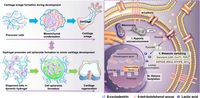Recapitulating hypoxic metabolism in cartilaginous organoids via adaptive cell-matrix interactions enhances histone lactylation and cartilage regeneration - Nature Communications