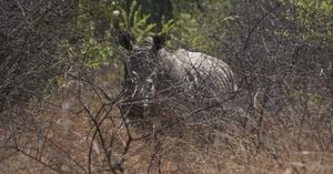South Africa Marks World Rhino Day Amid Ongoing Poaching Battle
