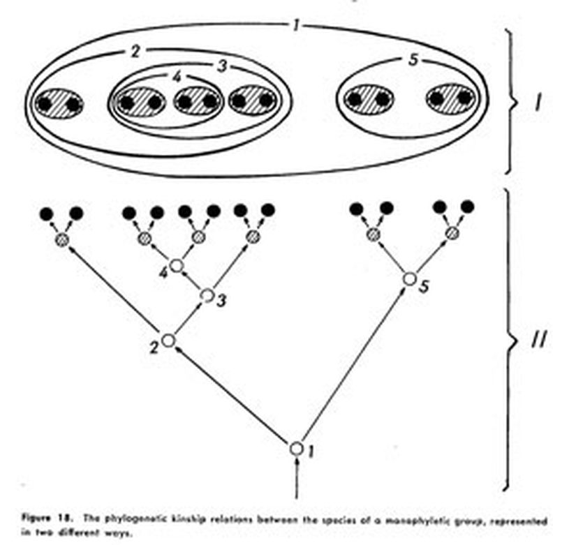 Hennig'in figürü: ‘’İki farklı şekilde temsil edilen monofil grubun türleri arasındaki filogenetik akrabalık ilişkisi.