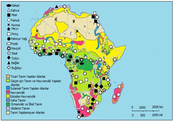 Afrika Kıtasında yetiştirilen başlıca tarım tipleri ve yetiştirilen tarım ürünleri