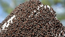 Süper Organizma Nedir?