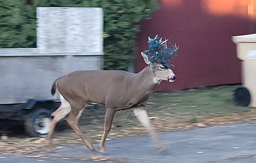 Boynuzuna Noel süsleri takılmış bir geyik.