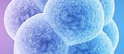 Embriyonik Gelişim Nasıl Başlıyor? Gelişimi Tetikleyen Genler Hangileri?