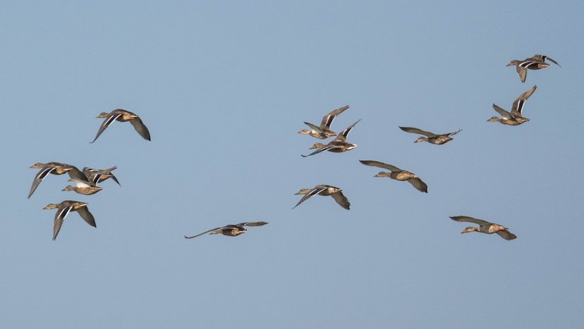 Yeşilbaş (Anas platyrhynchos)
