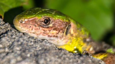 Zümrüt kertenkele (Lacerta viridis)