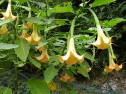 Brundanga gerçekten var mı?