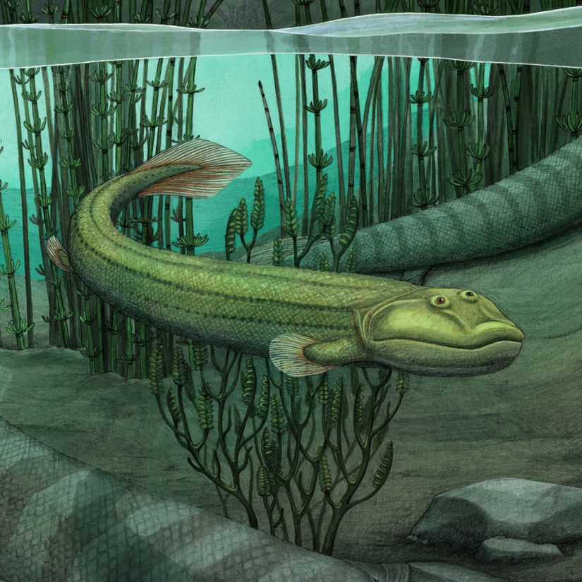 Tiktaalik Roseae