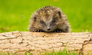 Protecting Hedgehogs This Bonfire Night