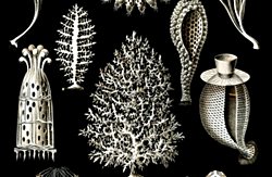 Evrimsel Süreç - 15: Basit Yapılı Hayvanların İlkin Evrimi ve Yükselişleri (580 - 542 Milyon Yıl Önce)