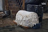 صناعة الدباغة في سوريا… فرص اقتصادية مهدورة بين تراجع التصدير وارتفاع التكاليف - S A N A – الوكالة العربية السورية للأنباء