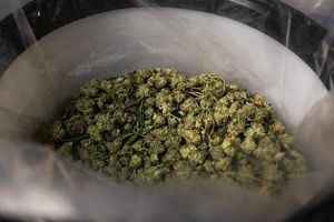 Trump Considers Marijuana Reclassification Amid MAGA Backlash