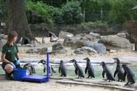 Photos: It's weigh day at London Zoo!