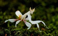 Peygamber devesi nasıl renk değiştirir?