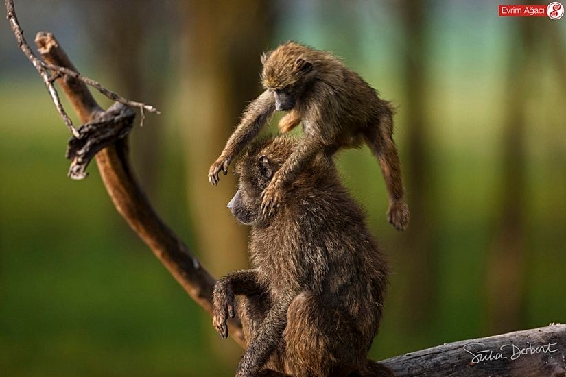 Babun (Papio sp.) ve yavrusu.