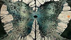 Özgür İrade Nöronunun Peşinde...