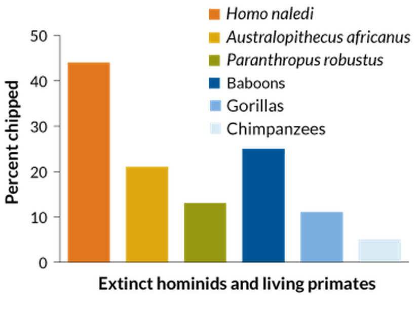 Bu grafikte yaşayan primatlar ve yok olmuş hominidlerdeki diş çentiklerinin oranlarını görüyorsunuz. Homo naledi türüne ait oran barı oldukça yüksek gözükmektedir.