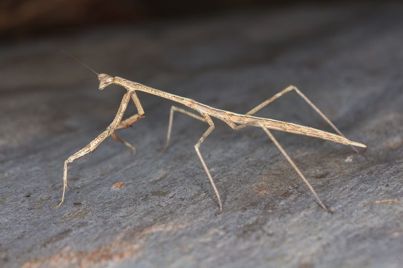 Görsel 5. Peygamberdevesi (Archimantis latistyla)