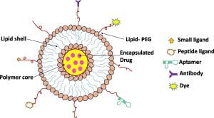 Peptide-Decorated Nanoparticles Revolutionize Treatment For Triple-Negative Breast Cancer