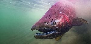 Proposed ESA Changes Spark Conservation Concerns