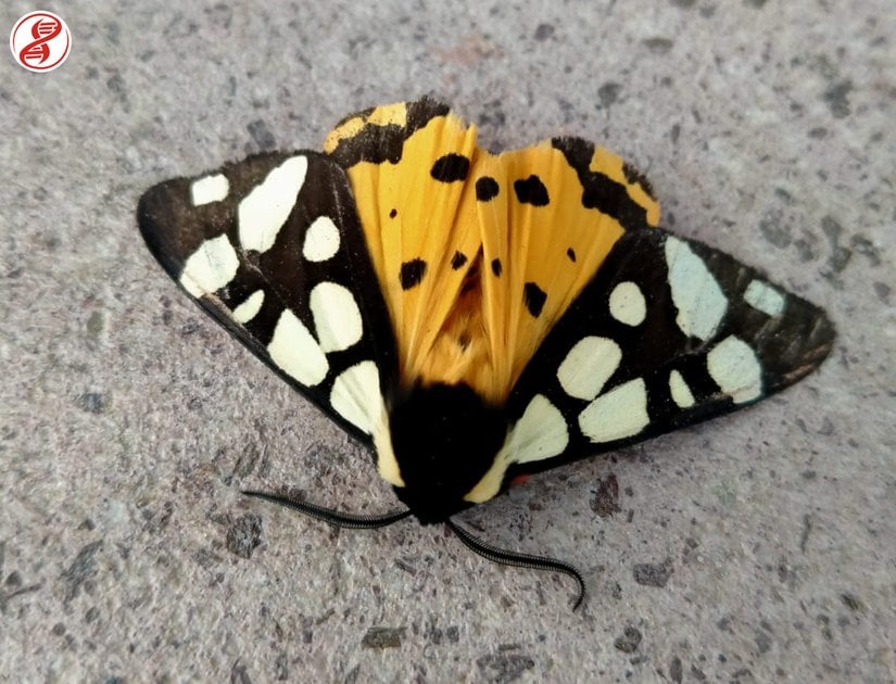 Yetişkin birey, Çanakkale/Ayvacık.