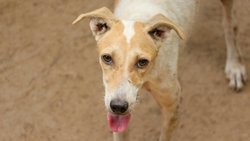 Sokak Köpeklerinin İtlafı Üzerine Farklı Bakış Açılarının Değerlendirilmesi