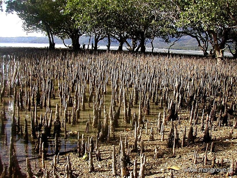Mangrovlarda nefes kökleri.