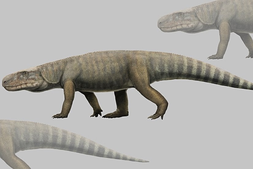 Bir arkozor örneği, Mambawakale ruhuhu illüstrasyonu.