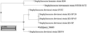 Bacterial Strain Staphylococcus Devriesei Shows Promise In Heavy Metal Remediation