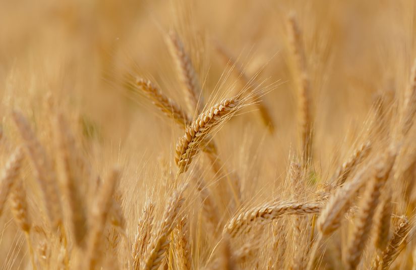 tarım, buğday